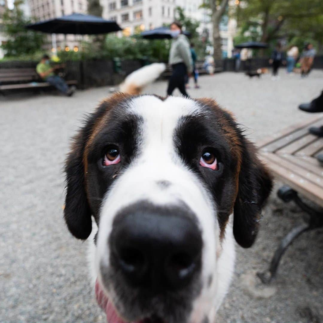 The Dogistさんのインスタグラム写真 - (The DogistInstagram)「Root Beer, St. Bernard (10 m/o), Madison Square Park, New York, NY • “He sleeps in front of the refrigerator all day just in case.” @rootbeer_thedog」10月18日 8時48分 - thedogist