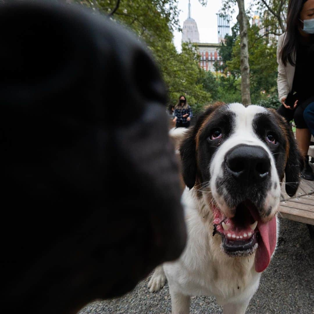 The Dogistさんのインスタグラム写真 - (The DogistInstagram)「Root Beer, St. Bernard (10 m/o), Madison Square Park, New York, NY • “He sleeps in front of the refrigerator all day just in case.” @rootbeer_thedog」10月18日 8時48分 - thedogist