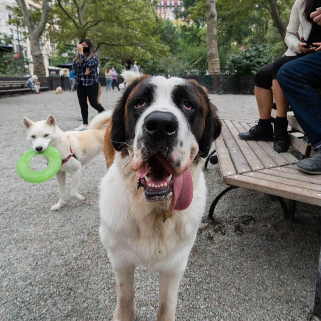 The Dogistさんのインスタグラム写真 - (The DogistInstagram)「Root Beer, St. Bernard (10 m/o), Madison Square Park, New York, NY • “He sleeps in front of the refrigerator all day just in case.” @rootbeer_thedog」10月18日 8時48分 - thedogist