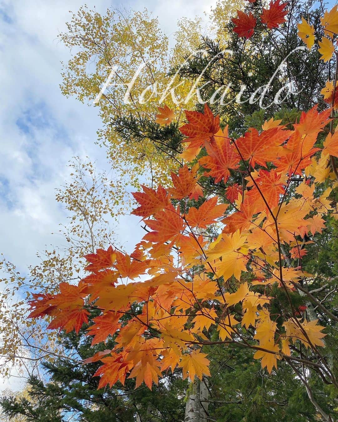 のインスタグラム：「#autumn  #autumnvibes🍁  #japan #japanautumn  #hokkaido」