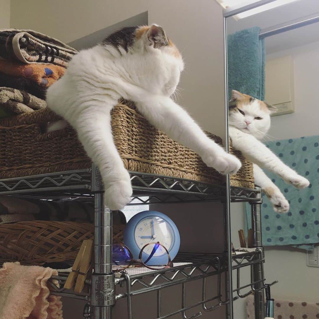 ありす & まりあのインスタグラム：「Good morning ☀️ 歯磨いて顔洗っていってらっにゃい。」
