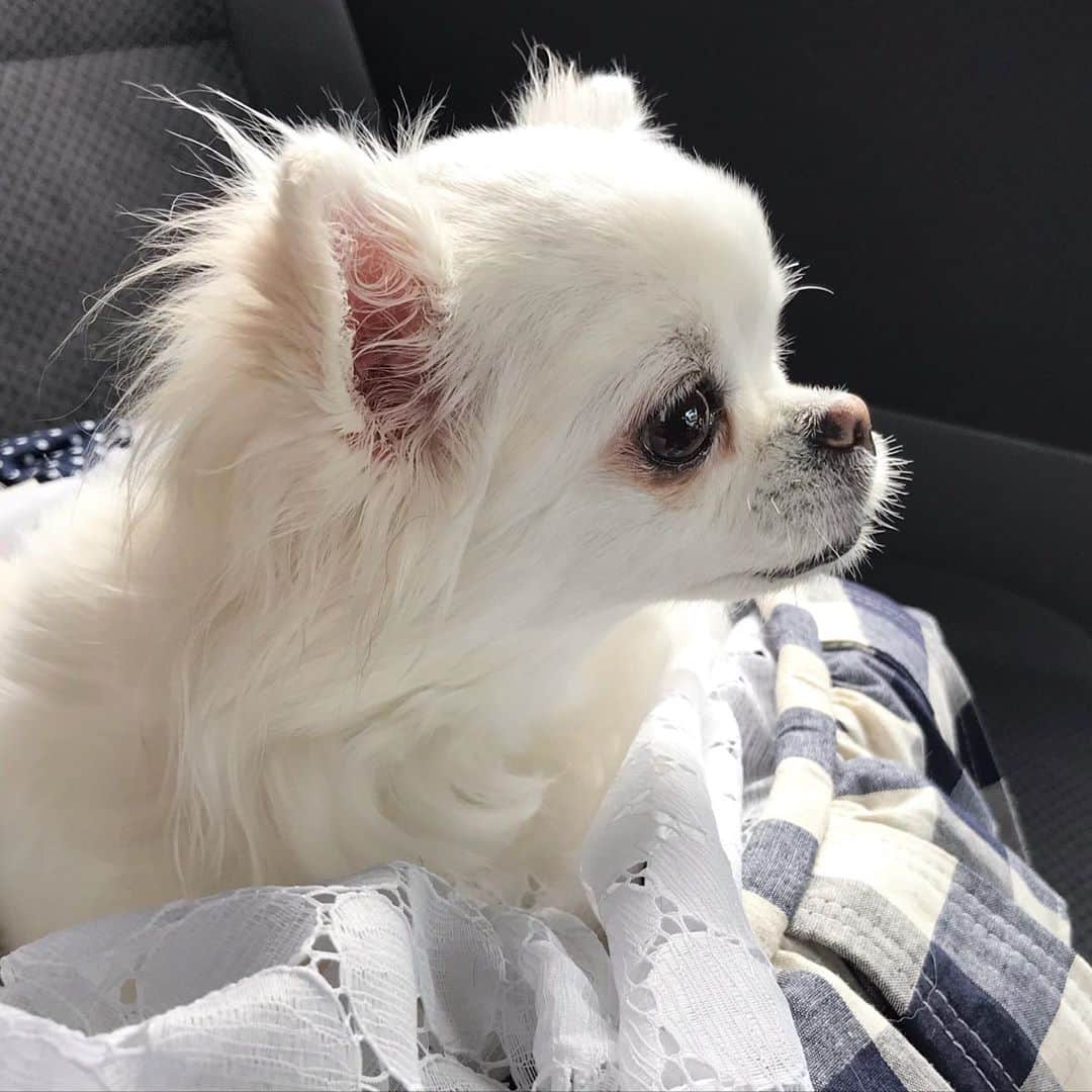kayoのインスタグラム：「* * * みーちゃん退院しました☺️ * * 6日振りにお家帰ります🏠 * * 心配してくださった皆様 ありがとうございました✨  * * Mikan❤️ * * #chihuahua#chihuahualove#dogstgram#dog#instadog#チワワ#チワワ大好き#チワワのいる暮らし * * *」