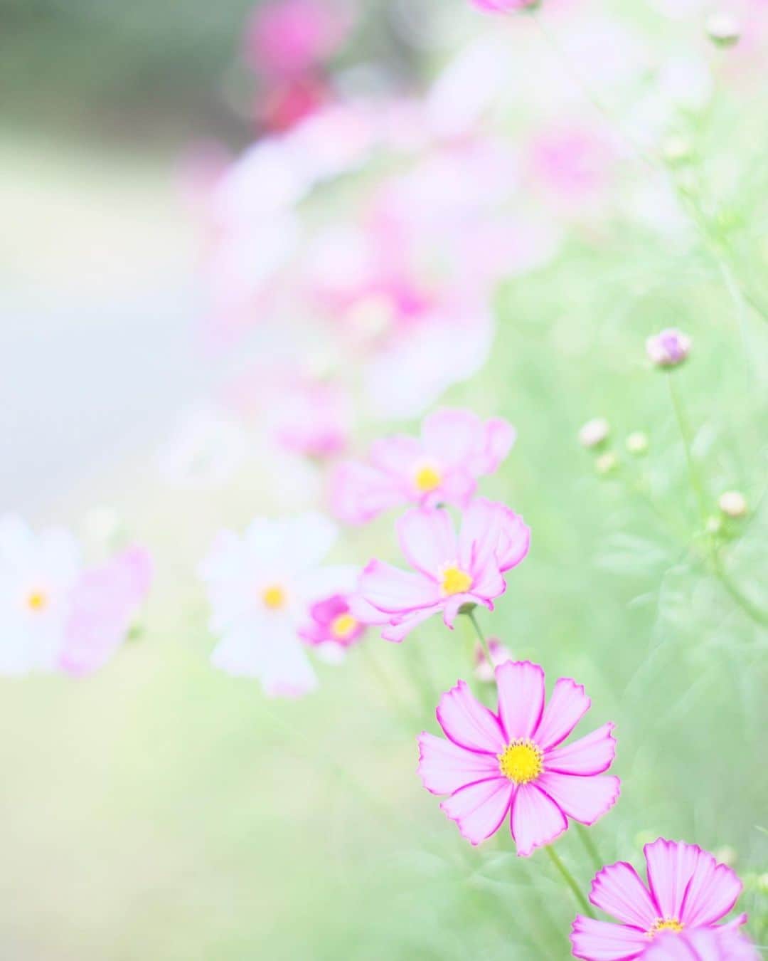kiccyomuのインスタグラム：「☁️ 2020.10.18 Sun #昭和記念公園 #コスモス 🌸 #心に花を  昨日よりは、雨が降らないぶん まだイイかもネ… 曇り空☁️で寒いけど… 週末…今日も元気に🤗  location #東京 📷撮影 2020年10月06日 #オールドレンズ 📷 #Minolta」
