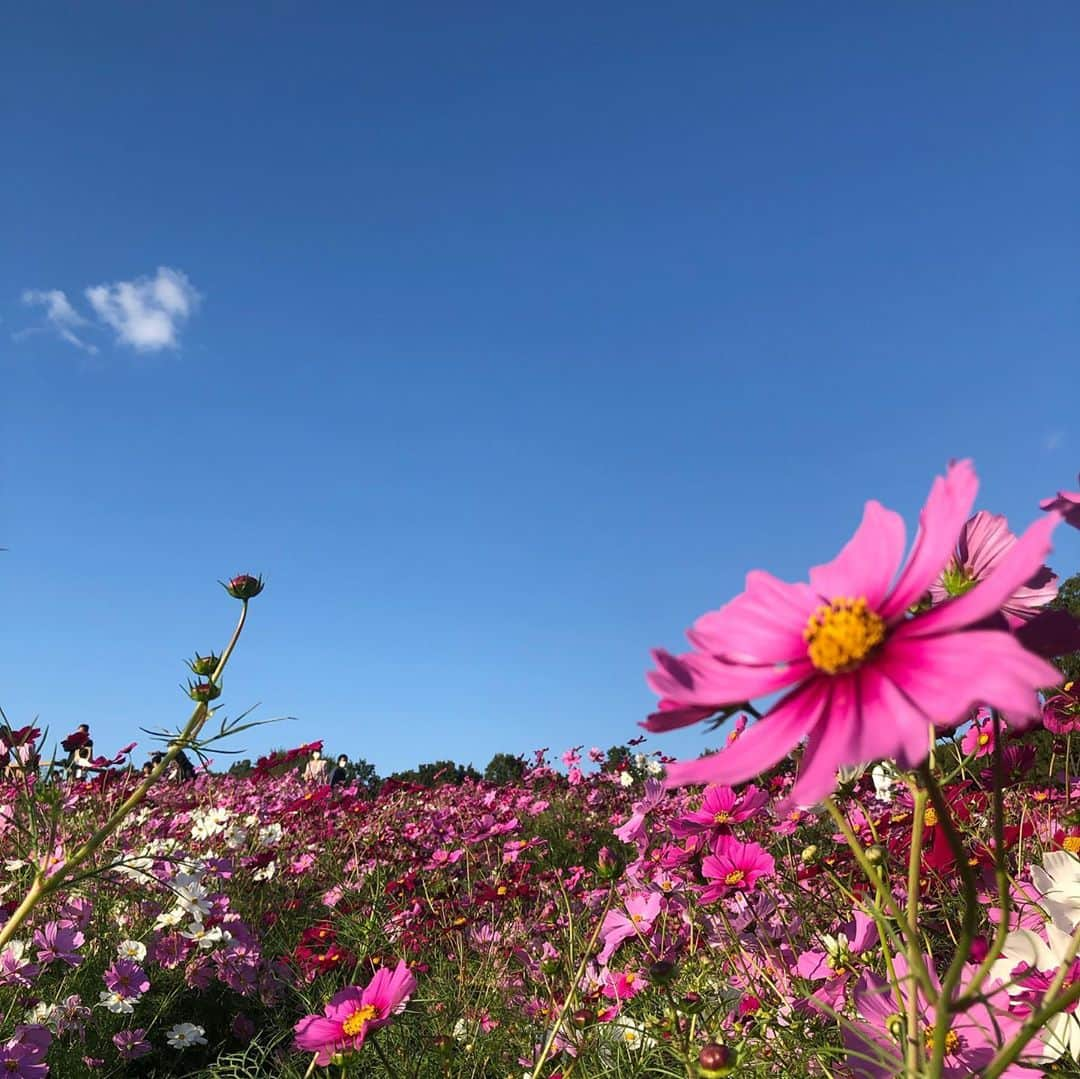 ムッシュピエールさんのインスタグラム写真 - (ムッシュピエールInstagram)「秋晴れの良いお天気の中 #万博記念公園 でお散歩してきたざます。が、お腹空いてたのでついて早々腹ごしらえ。 #本格窯焼きピザ と #秋鮭のパスタ  をいただいたざます。正直に言うと万博公園の中のレストランなんて大したことはないだろうと侮っておりました。が！ごめんなさいっ！このピザを食べるためにお出かけしても良いくらいのお味！小麦とトマトとチーズ。素材の味がしっかり活きてるかなり美味なピザ！パスタも鮭がゴロッとして美味しかったぁ！ ここでしか飲めない　#地ビール #その苦味爽快につきラガー  このラベル、なんだか普段からよく見たことあるようなないような😉 そしてお目当ての　#コスモス畑 へ 秋空に映えて本当に綺麗でした。 僕みたいなもんでもこんなに綺麗に撮れるのだから、#トレビあーん なスポットざますねぇ  花の咲いている中にまで入って写真を撮る人達がかなりいて少し残念。お澄まししてメイクしてどんなに綺麗な写真を撮っていてもその足元でコスモス折ってふみ潰してる女性が魅力的なわけないでしょ😅」10月18日 20時53分 - m.pierr