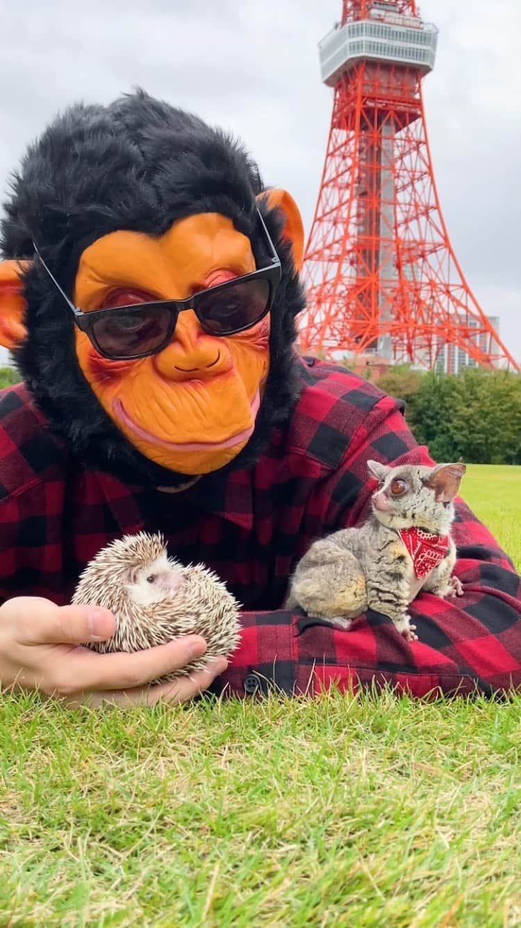 ダーシーのインスタグラム：「The Lazy Halloween🦔🐒🎃✨ With @pizzatoru  10.12.2020 撮影はピザトルくんの母ちゃん🙋🏻‍♀️📹 出演はコアラの父ちゃん🙋🏻‍♂️😂」