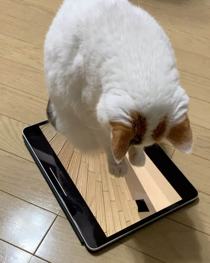 マルのインスタグラム：「🐀マルミン遊んでるみん けど捕れないみん…₍^·͈༝·͈^ฅ ？ そして寝るミン❤️ . . #おうち時間#猫動画#シマホレスキュー #もふもふ#love#ねこのきもち #猫との暮らし#cat#ねこ部#sleep #bestmeow#三毛猫#猫#ふわもこ部#にゃんすたぐらむ#ペコねこ部#instacat_meow」