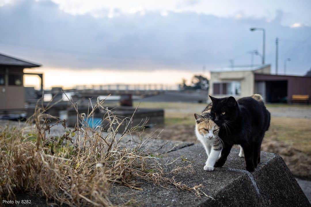 8282のインスタグラム