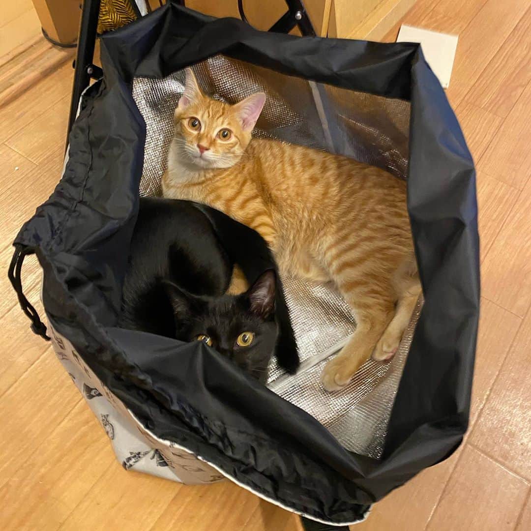 相沢あいのインスタグラム：「絶対に出ないという強い意志を感じる… _  #ぺーぽん #cat #kitten #catstagram #catsofinstagram #catsagram #子猫 #保護猫 #保護ねこ #仔猫 #ねこ #cat_of_instagram #cat_of_world #catlife #catlover #catlovers #fluffy #fluffycat #にゃんすたぐらむ #ねこすたぐらむ #blackcat #orangecat #黒猫 #茶トラ #茶トラ男子部 #黒猫の可愛さ伝え隊」