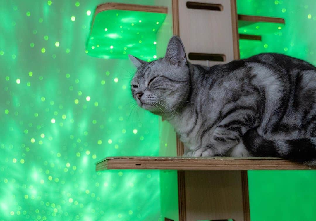 マアルのインスタグラム：「ももたさん #🐱 #北海道 #旭川 #アメリカンショートヘア   @psmaaru #catsofinstagram #meowfeature #kitty #catoftheday #pleasantcat #instacat #dailycat #meowed #katze #happycatclub #cats_of_day #petsofinstagram #neko #catfeature #catlover #cats #weeklyfluff #cat #catloversclub #excellent_cats #kitty #catphoto #cats_of_instagram #냥스타그램 #고양이 #แมว」