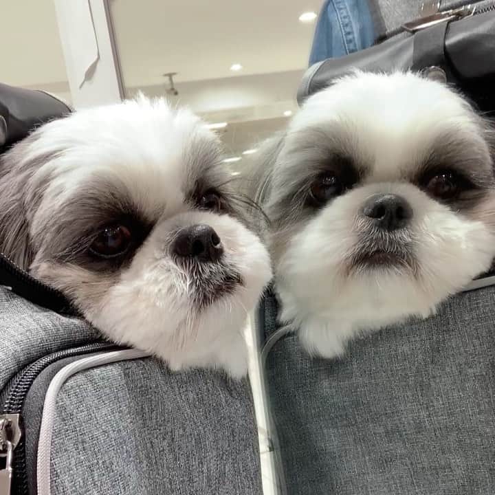 のインスタグラム：「秘儀、分身の術🐶🐶👍 ・ なんかションボリした顔してるし🤣🤣🤣 ・ ・ #シーズー #シーズー好き #シーズー大好きクラブ #シーズー犬好き部 #シーズー大好き部 #シーズー犬 #シーズー大好き #シーズーlove #シーズー部 #ロングまつ毛ワンコの会 #いぬのきもち #鼻ぺちゃ犬 #短足犬 #いぬすたぐらむ #shitzu #shitzumania #shihtzuclub #shihtzuloves #shihtzulovers #shihtzusgram_feature #shihtzugram #시추 #시츄스타그램 #西施犬 #dog #🐶」