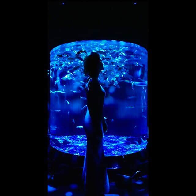 野田あず沙のインスタグラム：「Art aquarium🔮  #artaquarium #アートアクアリウム #アートアクアリウム日本橋 #金魚」