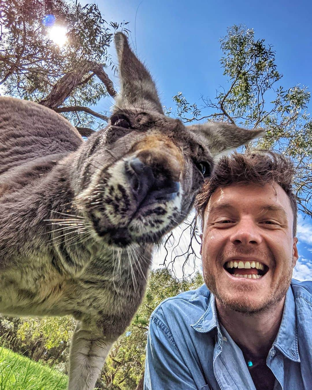 アラン・ディクソンさんのインスタグラム写真 - (アラン・ディクソンInstagram)「Australia is still closed to the world, but sends it's love. I've been stuck here for the last 7 months. For sure, I feel grateful to have been so lucky through all this with freedom down here.⁣ ⁣ Haven't been as active on IG because I'm trying to make the most of it before flying home to Ireland for Christmas, Focusing on releasing tons of long YT videos as I have so many to produce over the next few months.⁣ ⁣ About this Kanagaoo selfie, Google gave me their new Pixel 5 @googlepixel phone, so I made a funny VS video testing the camera (because all we care about is having the best camera these days) against iphone with the help of kanagaoos and koalas. Go watch! it's somewhat nerdy but full of wildlife and fun. Click my @daxon bio link! 🙌😁🦘⁣ ⁣ #teampixel #madebygoogle ⁣ #animalselfie #kangarooselfie #wildlife #pixel5⁣」10月18日 20時50分 - daxon