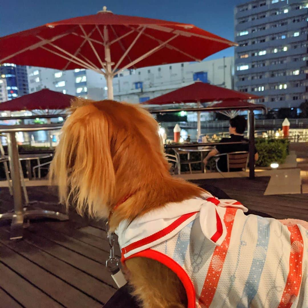 大見さなえさんのインスタグラム写真 - (大見さなえInstagram)「牛ヒレ肉のステーキ😍🐶🥩﻿ 『#バグースバー芝浦アイランド 』﻿ リゾートダイニングでテラス席ではペットも可🐶🌴🍹﻿ ﻿ 今日のメインはメニューにはのってない本日のオススメ！﻿ ヒレ肉しっとり柔らかぃぃ😍﻿ ﻿ テラス席からは芝浦の運河を眺められて非日常的空間(*´꒳`*)🌃﻿ ﻿ ランチで女子会やデート﻿ ペット連れてご飯にも🙆‍♀️✨﻿ ﻿ ﻿ エリア　田町駅﻿ ☎︎ 050-5594-4140﻿ 予算　﻿ Dinner￥4,000～￥4,999﻿ Lunch￥1,000～￥1,999﻿ ﻿ 営業時間﻿ 【ランチ】﻿ 11：30～14：00﻿ 【カフェ】﻿ 14：00～17：30﻿ 【ディナー】﻿ 17：30～23：00 (LO 22:30)﻿ ﻿ ﻿ #バグースバー #バグースバー芝浦 #ペット可﻿」10月18日 11時56分 - tabe_megumi