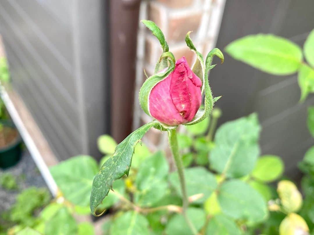 岡部晴彦さんのインスタグラム写真 - (岡部晴彦Instagram)「#バラ日記 #roses  イングリッドバーグマン  169日→170日→171日（今日）  バレリーナ アルティシモ×2 パローレ ラフランス シャルルドゴール ローズヒップ（バレリーナ）  #秋バラ #roses🌹 #rosestagram #rose」10月18日 12時10分 - hal_96