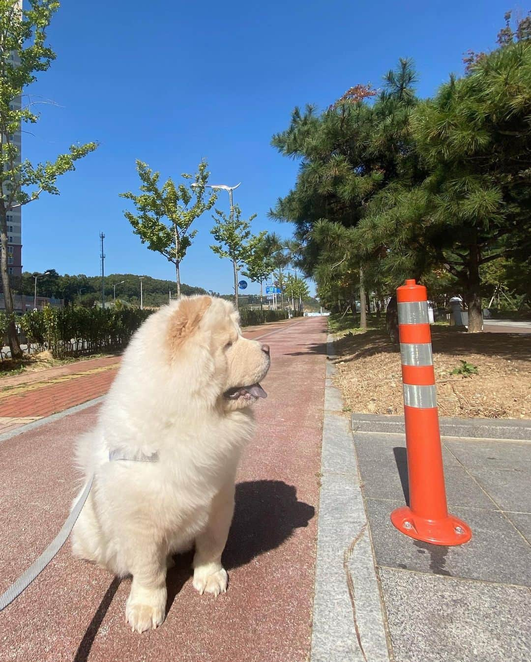 キム・ミニさんのインスタグラム写真 - (キム・ミニInstagram)「일요일 오전 요약 밀키요 🥛 + 산책 🚶‍♂️ #세시간째마라톤중  🐕」10月18日 12時43分 - mimiwor