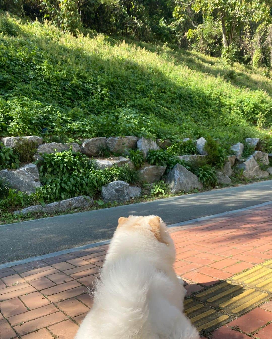 キム・ミニさんのインスタグラム写真 - (キム・ミニInstagram)「일요일 오전 요약 밀키요 🥛 + 산책 🚶‍♂️ #세시간째마라톤중  🐕」10月18日 12時43分 - mimiwor