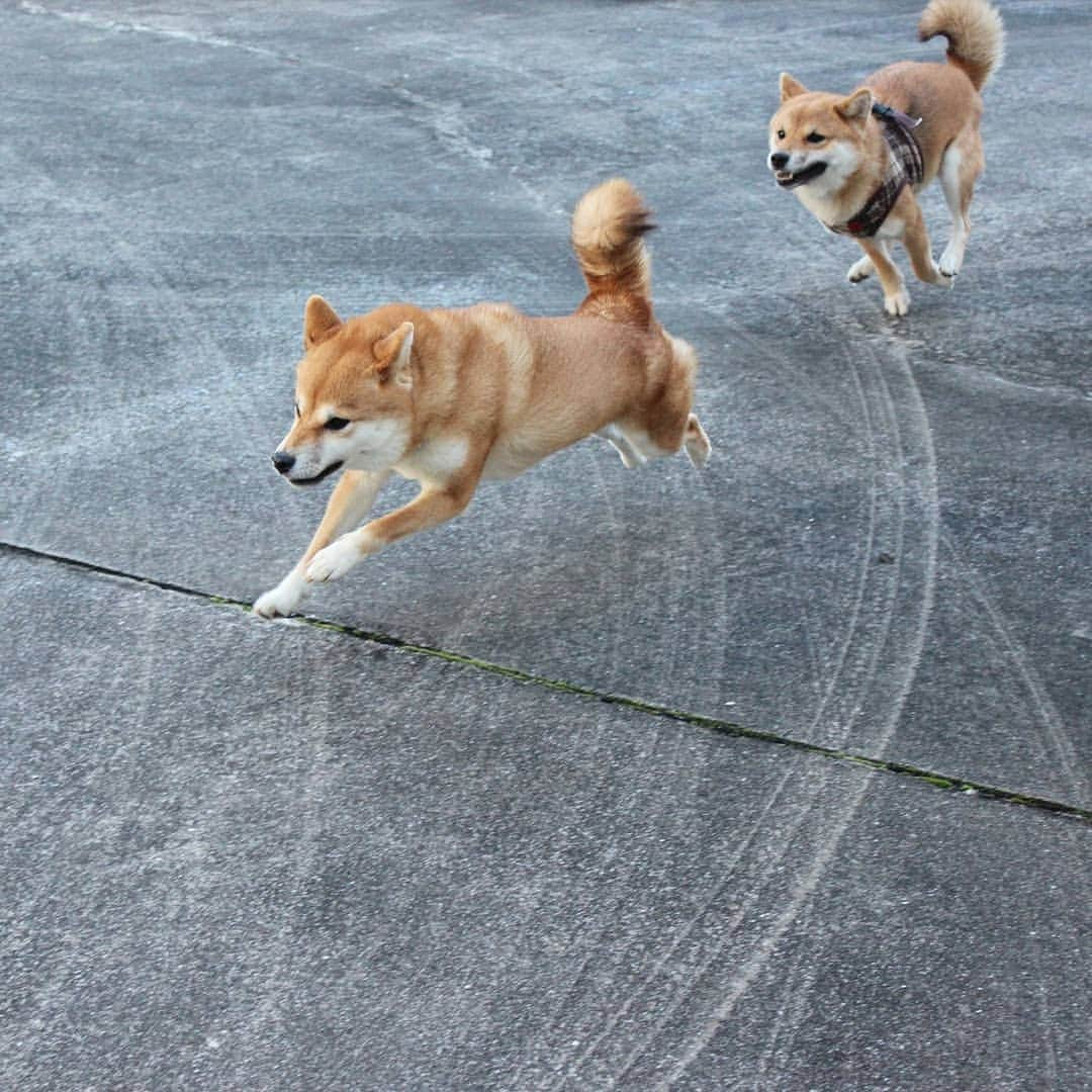 柴犬たま Shibainu Tamaのインスタグラム