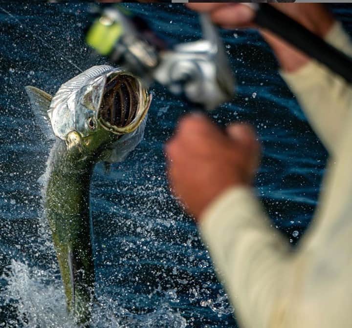 Costa Sunglassesのインスタグラム：「Air show. 📷: @capttommyd #SeeWhatsOutThere #BornOnTheWater」