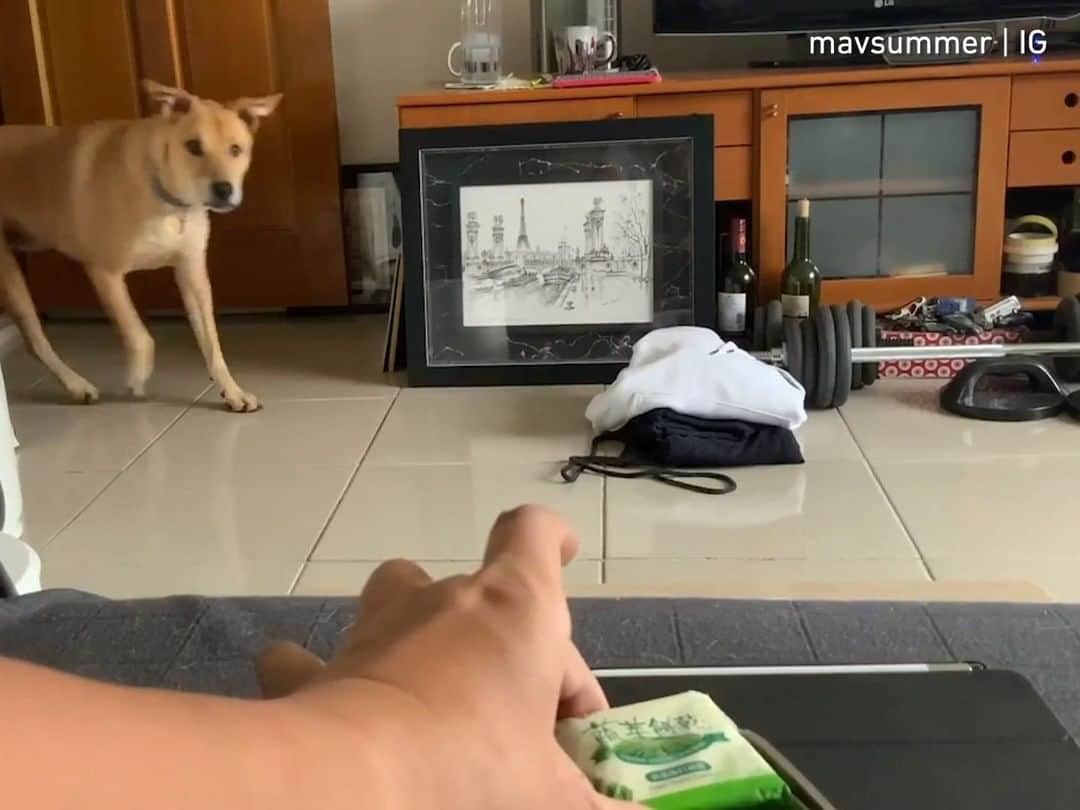 のインスタグラム：「You can never eat alone with a dog in the house 👂 - 📹 @mavsummer - #barked #dog #doggo」