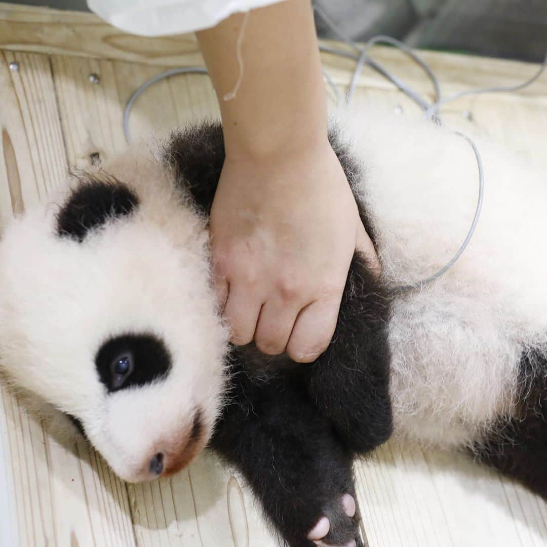 パンダ（白浜）さんのインスタグラム写真 - (パンダ（白浜）Instagram)「#彩浜 2️⃣0️⃣1️⃣8️⃣🌈 she is in bed  🐼😊🐼 #photography #adventureworld #アドベンチャーワールド #ADVENTUREWORLDPANDAS #baby #HELLOLITTLE #pandamental #hellopanda #ハローリトル #ハローパンダ #パンダグラビア #パンダ　and #panda #pandababy 🐼🐼🐼」10月18日 12時55分 - hellopanda_book