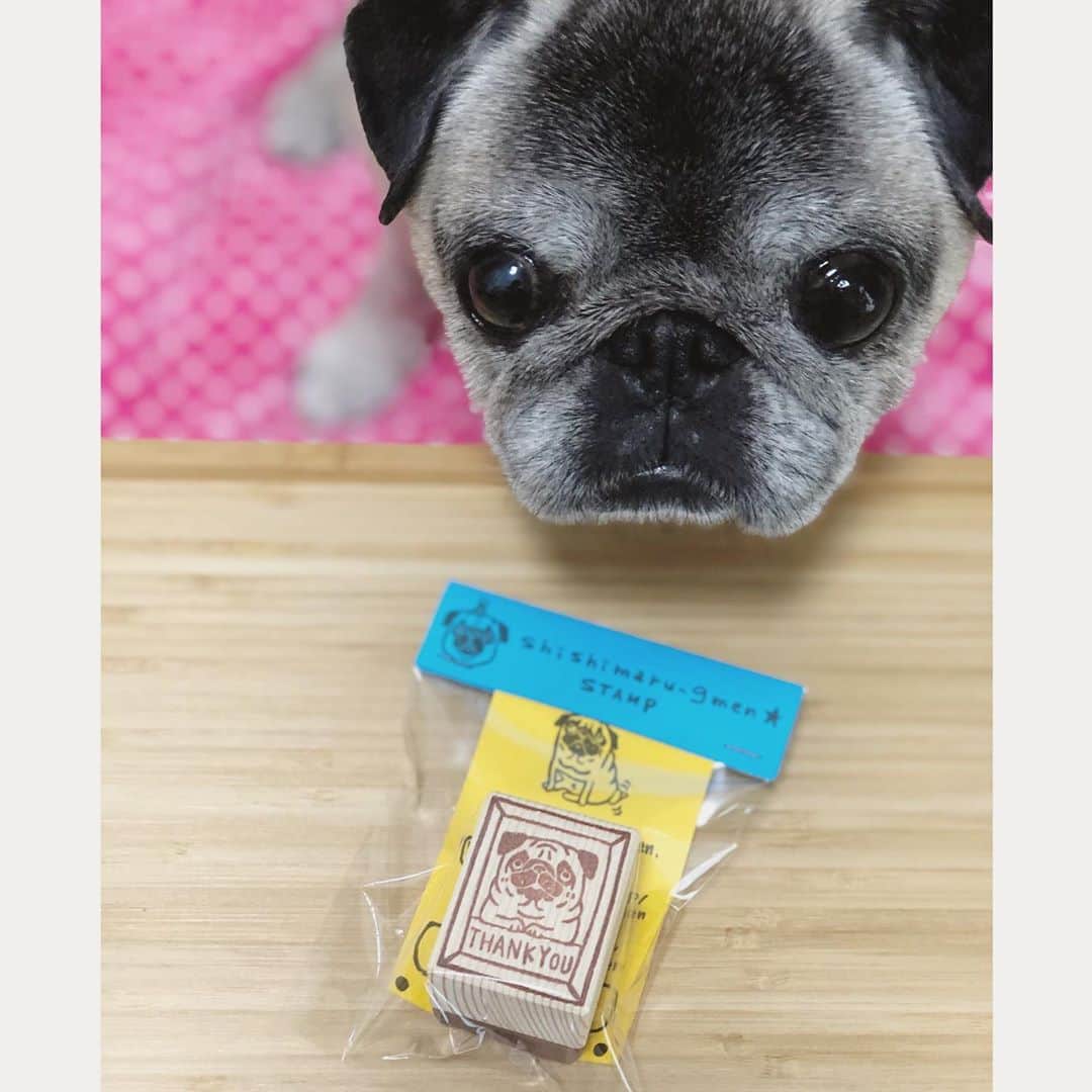 八兵衛のインスタグラム：「Thank you @shishimaru_gmen ☺️❤️❤️ * * Gメンちゃんの はんこゲトできました〜🙌 文字何をいれようか迷いましたが THANK YOU にしました☺️ Gメンちゃんありがとう❤️ * * *  #ほぼ黒パグ #おじいちゃん犬 #pug #puggy #puglife #puglove #petstagram #pugstagram #pugsofinstagram #pugs #dog #ふわもこ部  @igersjp #IGersJP #east_dog_japan #pecoイヌ部 #八兵衛 #はちべえ #sippoストーリー」