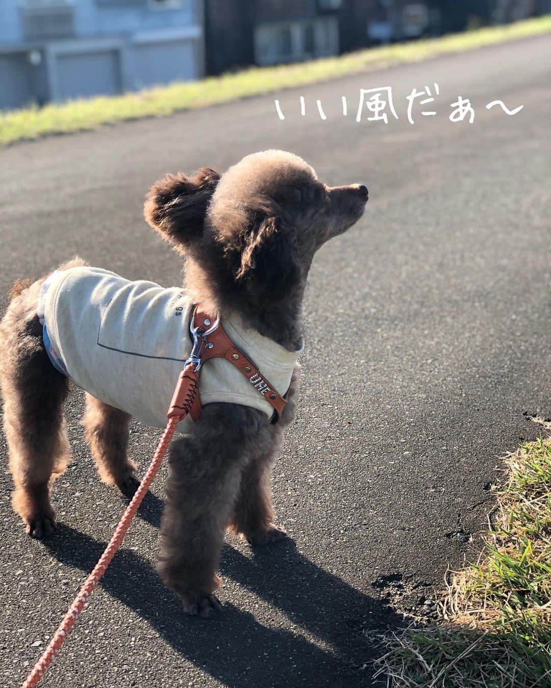 hoshinofumikaのインスタグラム：「【嬉しいご報告💓】  3日、迷い犬を保護したと投稿しましたが魚沼市、 小千谷、長岡、みなさんのご協力の下、 たくさんのトリミングサロンに連絡したり、看板、 チラシを立たせてもらったりしましたが情報はゼロ、 そして飼い主さんも現れず 探してる様子も全くありませんでした。  ですが、この度 わたしの姉の様な存在の もりしたなおこさん @naoko_morishita が 迷子犬のめめくんの新しい家族になってくれました✨💓 なのでわたしも一番近くで これからもめめのことを見守っていけます😊  めめは見つけた時から 両目が白内障でガリガリでした。 何か病気を持ってるのかな？と思っていましたが、 先日の健康診断で百点満点頂きました💯 とっても嬉しいです。😭  他のワンコよりは 両目が見えないハンデはありますが きっと目には見えないものを沢山 与えてくれる家族がそばにいるので たくさんの愛を受け取ってすくすく 成長していくと確信しております😌 毎日めめの写真や動画を見て 本当にパワーをもらってます✨  もりした家の皆さんありがとうございます💓 めめをよろしくお願いします。  不思議な出会い でもきっと 何か意味のあることだったのかな、と思います。 そぅ思うしか無いです。  ウメ、メメちゃんとなって 現れてくれたのかな？👼  どうか、これ以上 怖い、寂しい、悲しい動物が増えませんように。 地域の皆さん、声の掛け合い、助け合いよろしくお願いします☺️ 違和感のある飼育の仕方、扱い方をしていたら、感じたら市の衛生環境課へご連絡よろしくお願いします。  みなさん、たくさんのシェア、拡散、本当にありがとうございました✨😊💓 魚沼アニマルサポートの 笛木さんはじめ サポーターの皆さん、本当にいつもありがとうございます😊  動物は家族です。 心あり、愛があり、思いやりがあり 信じる心がとても強く 絶対人間を裏切りません。 裏切る者、嘘をつくのはいつも人間。  放棄した者、一生動物と関わらないで。  #ペットショップへ行かないで #保護犬を家族に  #ペットショップの裏側を知ろう #なんでペットショップはあるのか」