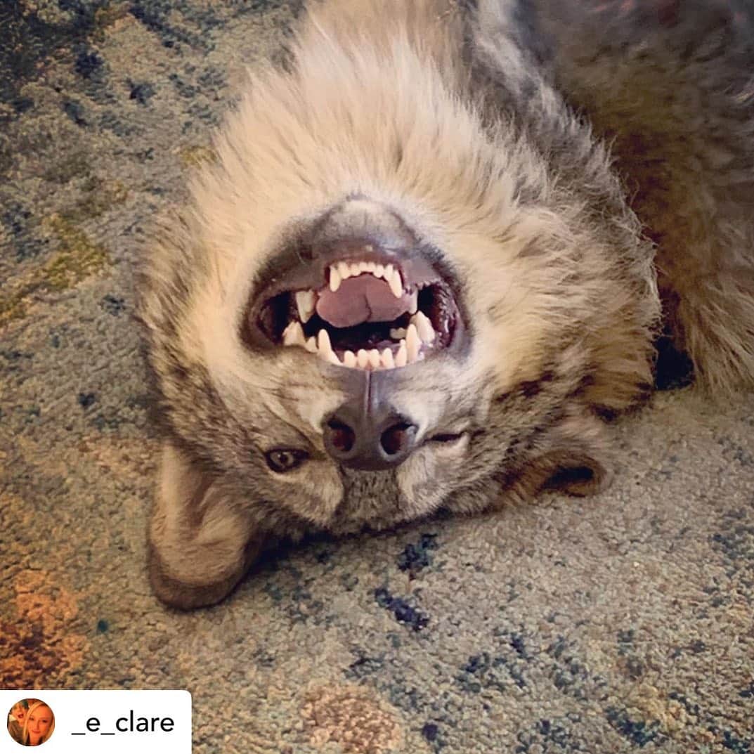 Rylaiさんのインスタグラム写真 - (RylaiInstagram)「Private Canid Encounters: get to meet this absolute goof ball!!!  . Today we also have Fox Planter Pick-ups hosted by Lucan!! He is such a charmer!!  . You too can meet this amazing dork by scheduling an encounter or a photoshoot!! #superfreak . . . 📸 @_e_clare 🙏 . . . #wolf #wolfdog #wolves #wolvesofig #wolvesofinstagram #wolfpack #dork #dorkdog #wolfdogsofinstagram #conservation #animalwelfare #jabcecc #fundraise #nonprofit #volunteer #trainingroom #ppp #furfree #eco #sandiego #socal #julian #goofball #love #greywolf #timberwolf」10月18日 13時34分 - jabcecc