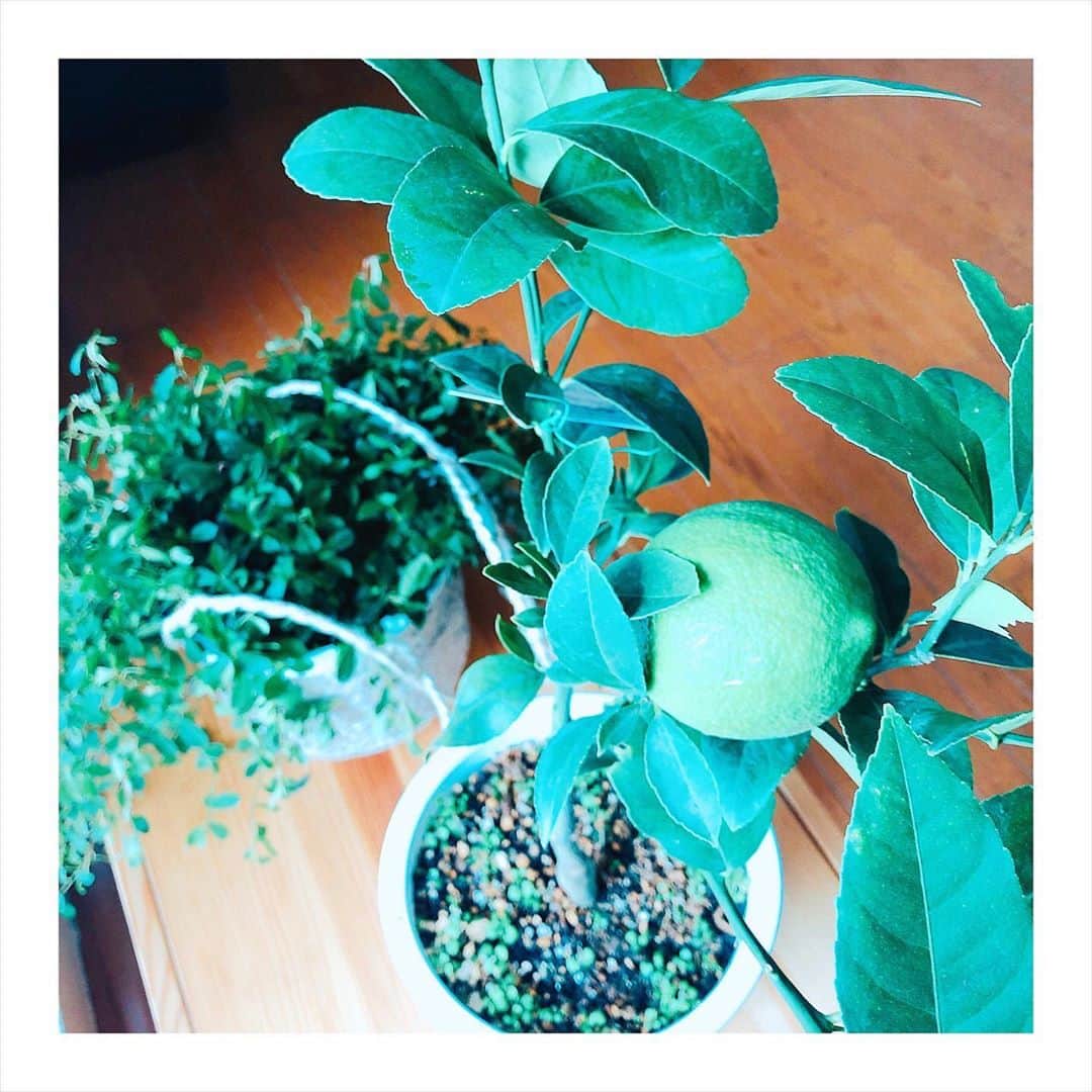 RisaWisteriaのインスタグラム：「窓際で日光浴中のレモンくん🍋 . 越冬したらお庭に植え替える予定です✨🍋 . 今は青いレモンが１つついてる状態、早く大きくなってたくさんレモンがなりますように🍋💛💛💛🌿🌿 . #slowlife #lemon #gardening #green」