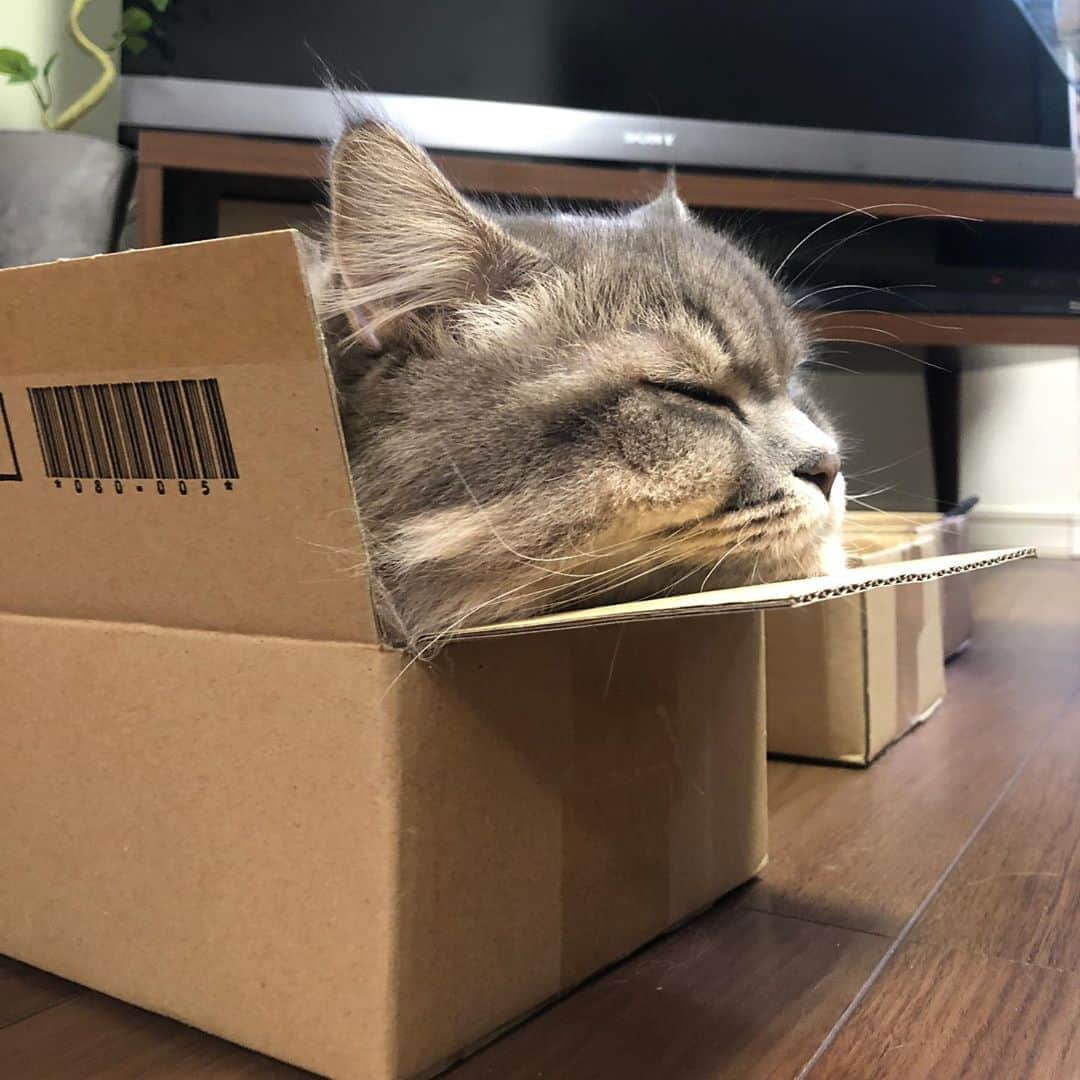 金太さんのインスタグラム写真 - (金太Instagram)「. 新しいダンボール📦あごのせに丁度いい😻 . . #あごのせ #長いダンボールでくつろぐ金太蒼太 #wpe2020秋フォトグランプリ #アニコムモデルになりたいニャン」10月18日 13時32分 - vvviopw