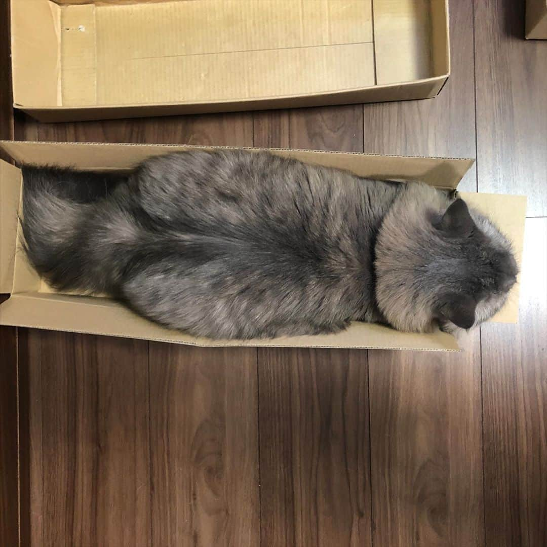 金太さんのインスタグラム写真 - (金太Instagram)「. 新しいダンボール📦あごのせに丁度いい😻 . . #あごのせ #長いダンボールでくつろぐ金太蒼太 #wpe2020秋フォトグランプリ #アニコムモデルになりたいニャン」10月18日 13時32分 - vvviopw