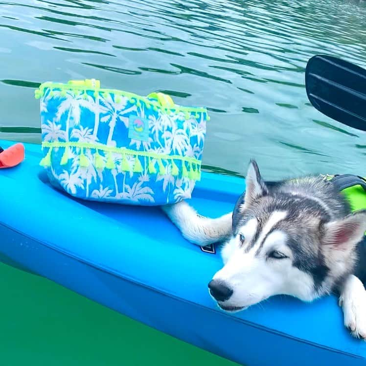 Moco Lima Hawaiiさんのインスタグラム写真 - (Moco Lima HawaiiInstagram)「Blue Palm Trees Tote, Made by Moco  #love#dog#ocean#sup#kayak#fundaysaturday#playharder#mylifestyle#enjoylife#luckyweliveinhawaii#enjoythemoment#seizetheday#standuppaddleboarding#mocolimahawaii#hawaii#standuppaddle#kayaking#買っちゃった#海#ハワイ#サップ#スタンダップパドル#カヤック#犬#モコリマハワイ」10月18日 13時36分 - mocolimahawaii