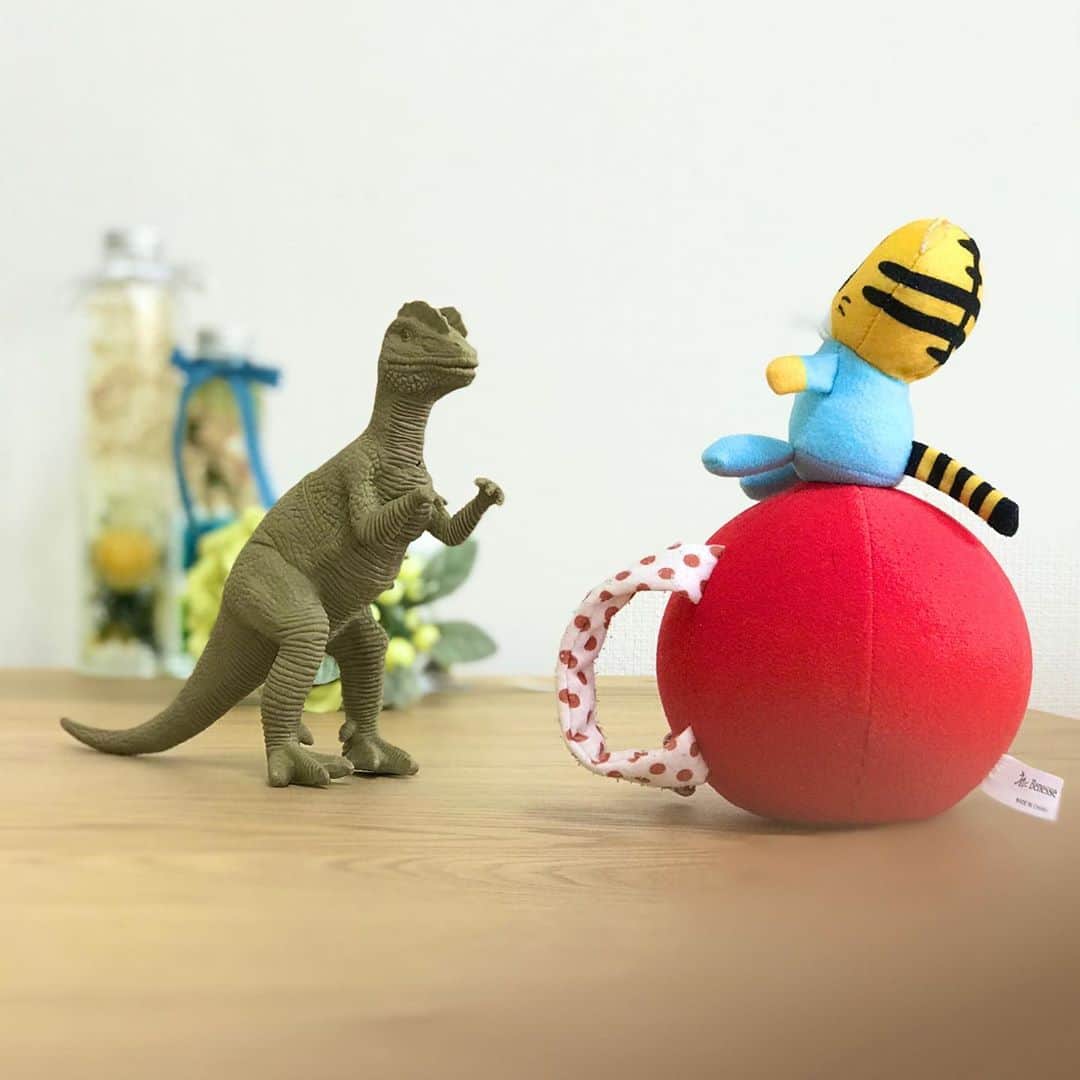野口綾子さんのインスタグラム写真 - (野口綾子Instagram)「100均の恐竜を無駄に可愛く撮っただけ  #暇なのかな #ポートレート #iPhone7」10月18日 13時53分 - ayako__n