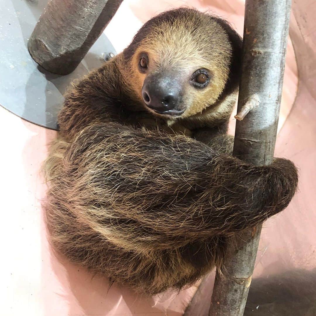 のインスタグラム：「ナマケモノに癒される🦥 人間の怠け者はNG✖️ でも私はナマケモノ🦥  #ナマケモノ #アニマル #癒し  #animal #インフルエンサー  #アニマル好きと繋がりたい  #ららぽーと東郷 #フクロウ  #カピパラ #蛇 #たこ焼き  #パンダエキスプレス  #hawaii #moffanimalcafe  #animalcafe #小鳥寿未代」