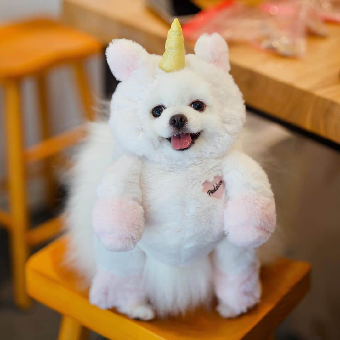 Mochi the Orkyehさんのインスタグラム写真 - (Mochi the OrkyehInstagram)「Everything’s better with a unicorn from @pandalooncom ~🦄 🌈」10月18日 13時59分 - orkyeh