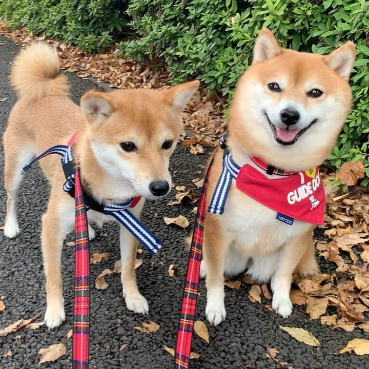 豆柴 サニーちゃんのインスタグラム