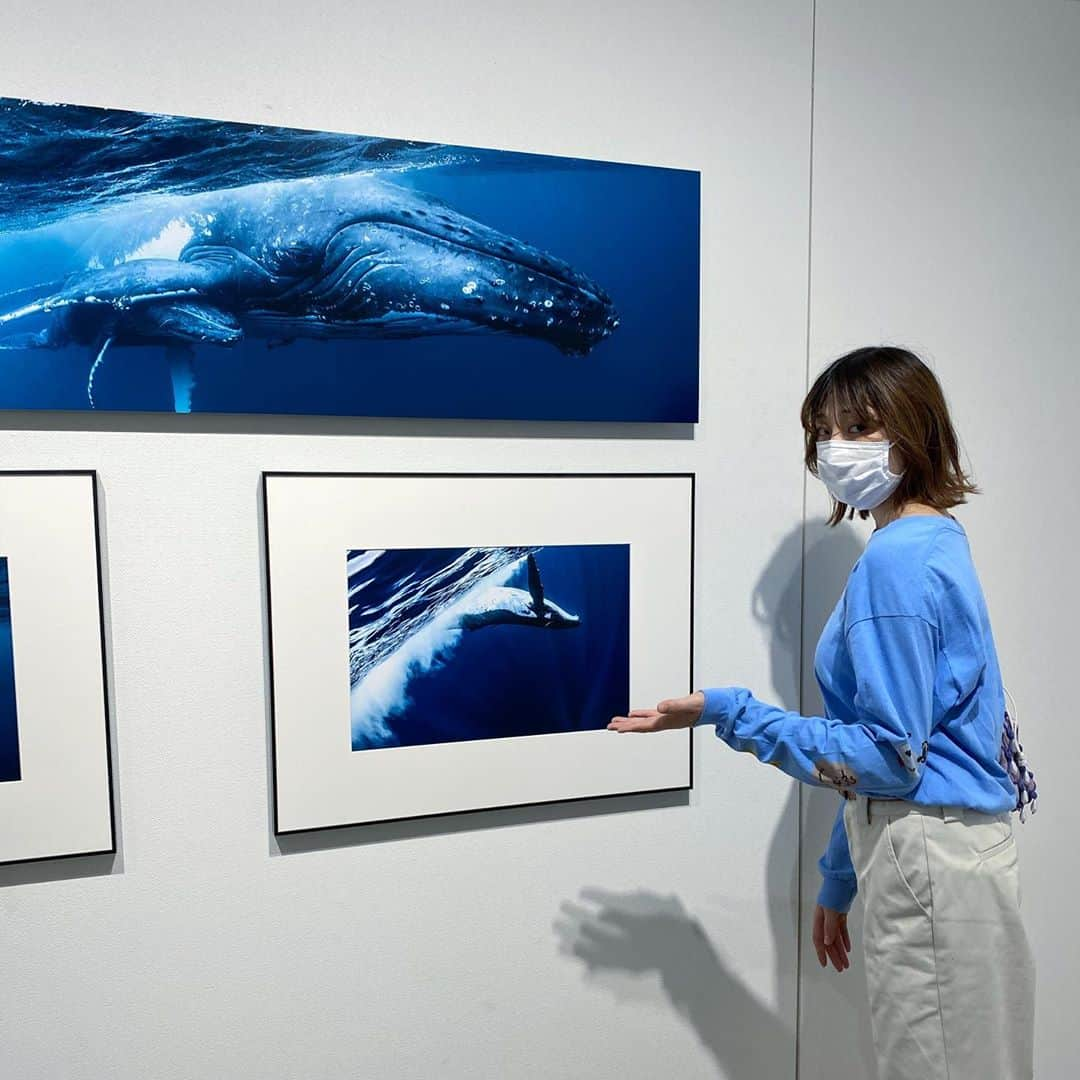 沙田瑞紀さんのインスタグラム写真 - (沙田瑞紀Instagram)「🌊🐬🐋  先日は岡田 裕介さんの写真展へ 超至近距離で収められた クジラとイルカの 鮮やかで躍動感あふれる写真に じ〜んときてしまった。 親子なのか、群れで寄り添っている写真が多くて、それもよかったな〜  写真ってほんとすごい🐬  #岡田裕介 #これが君の声青の歌」10月18日 14時19分 - mizuki_masuda