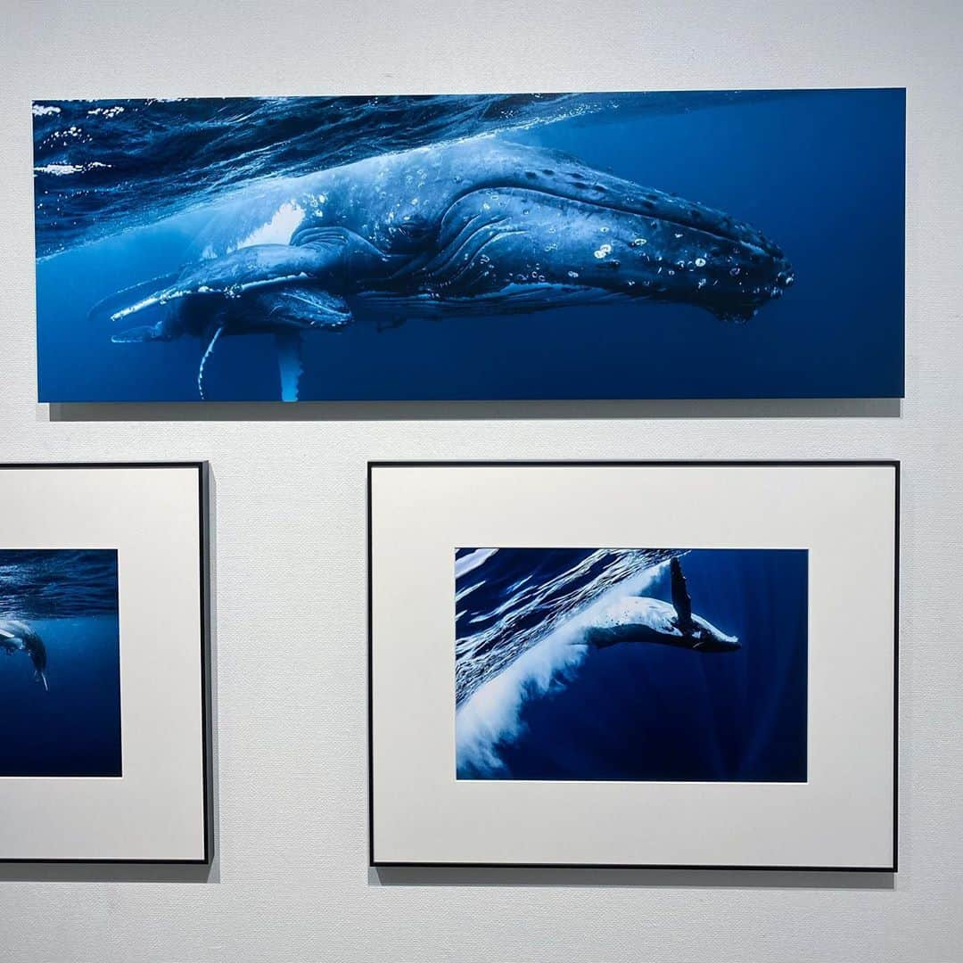 沙田瑞紀さんのインスタグラム写真 - (沙田瑞紀Instagram)「🌊🐬🐋  先日は岡田 裕介さんの写真展へ 超至近距離で収められた クジラとイルカの 鮮やかで躍動感あふれる写真に じ〜んときてしまった。 親子なのか、群れで寄り添っている写真が多くて、それもよかったな〜  写真ってほんとすごい🐬  #岡田裕介 #これが君の声青の歌」10月18日 14時19分 - mizuki_masuda