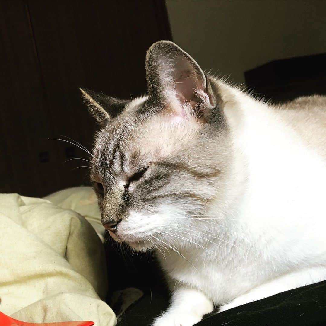 町田康のインスタグラム：「せえへんのかいっ。」