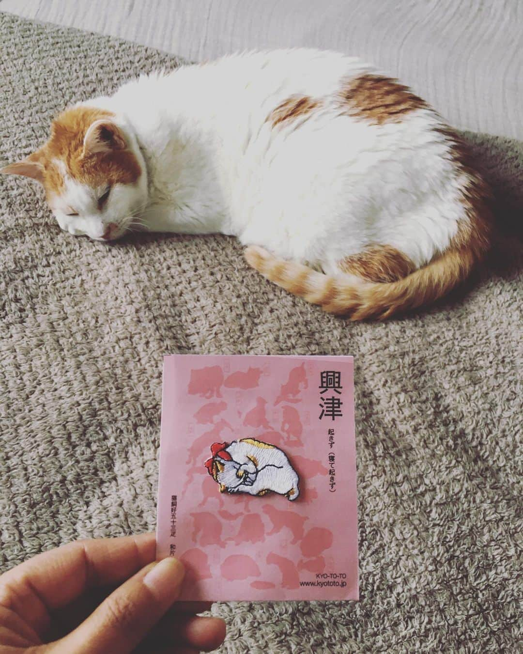 猫沢エミのインスタグラム