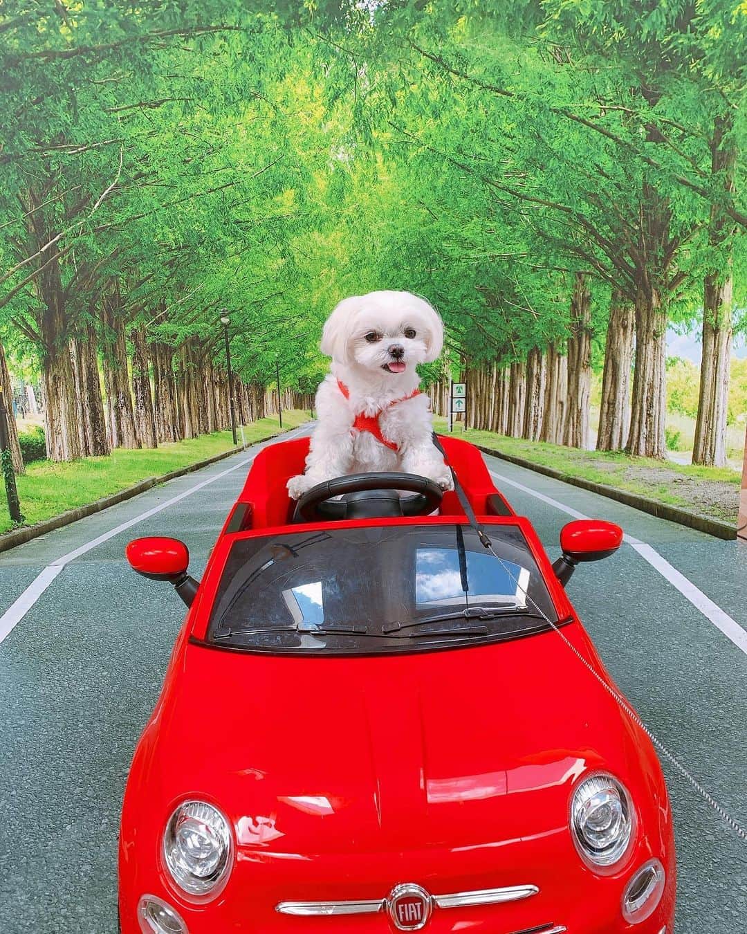 のインスタグラム：「滋賀竜王アウトレットにあった #メタセコイヤ並木 のフォトブース🐶笑 . これワンちゃん用なんだよ！笑❤ 可愛すぎ！！！❤笑 . . #ペット#愛犬の散歩#真っ白#子犬#パピー#わんちゃん#わんちゃん大好き#犬好きさんと繋がりたい#犬バカ#子犬#マルチーズ#マルチーズ大好き#マルチーズカット#ペットは家族#肉球#犬パンチ#肉球#ペット動画#ペットのいる生活#動物好き#犬好きな人と繋がりたい#犬すたぐらむ#マルチーズ大好き#わんこ#わんこのいる暮らし#Maltese#竜王アウトレット #滋賀観光#malteselovers#malteseofinstagram#maltesegram」