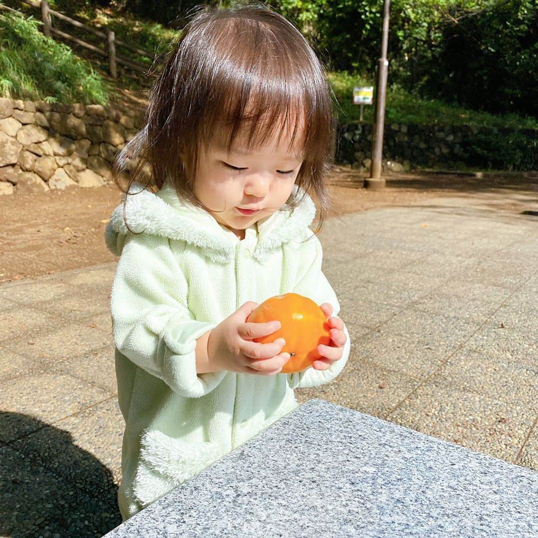 しほの涼のインスタグラム：「ちょっと、あの、、 ばっちぃ柿を公園でゲット 大切そうに持って帰ってきた😇😇 食べれないと思う😇😇」