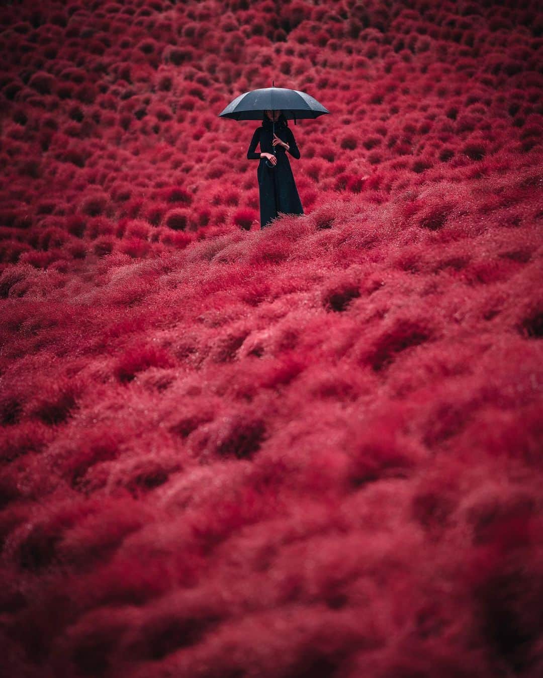 R̸K̸のインスタグラム：「RED carpet #hellofrom Ibaraki Japan ・ ・ ・ ・ #beautifuldestinations #earthfocus #earthoffcial #earthpix #thegreatplanet #discoverearth  #roamtheplanet #ourplanetdaily #lifeofadventure #nature #tentree #livingonearth  #theglobewanderer #visualambassadors #stayandwander #IamATraveler #wonderful_places #TLPics #voyaged #sonyalpha #bealpha #aroundtheworldpix #artofvisuals #travellingthroughtheworld #cnntravel #complexphotos #d_signers #lonelyplanet #luxuryworldtraveler @sonyalpha @hypebeast @highsnobiety @lightroom @soul.planet @earthfever @9gag @500px @paradise」