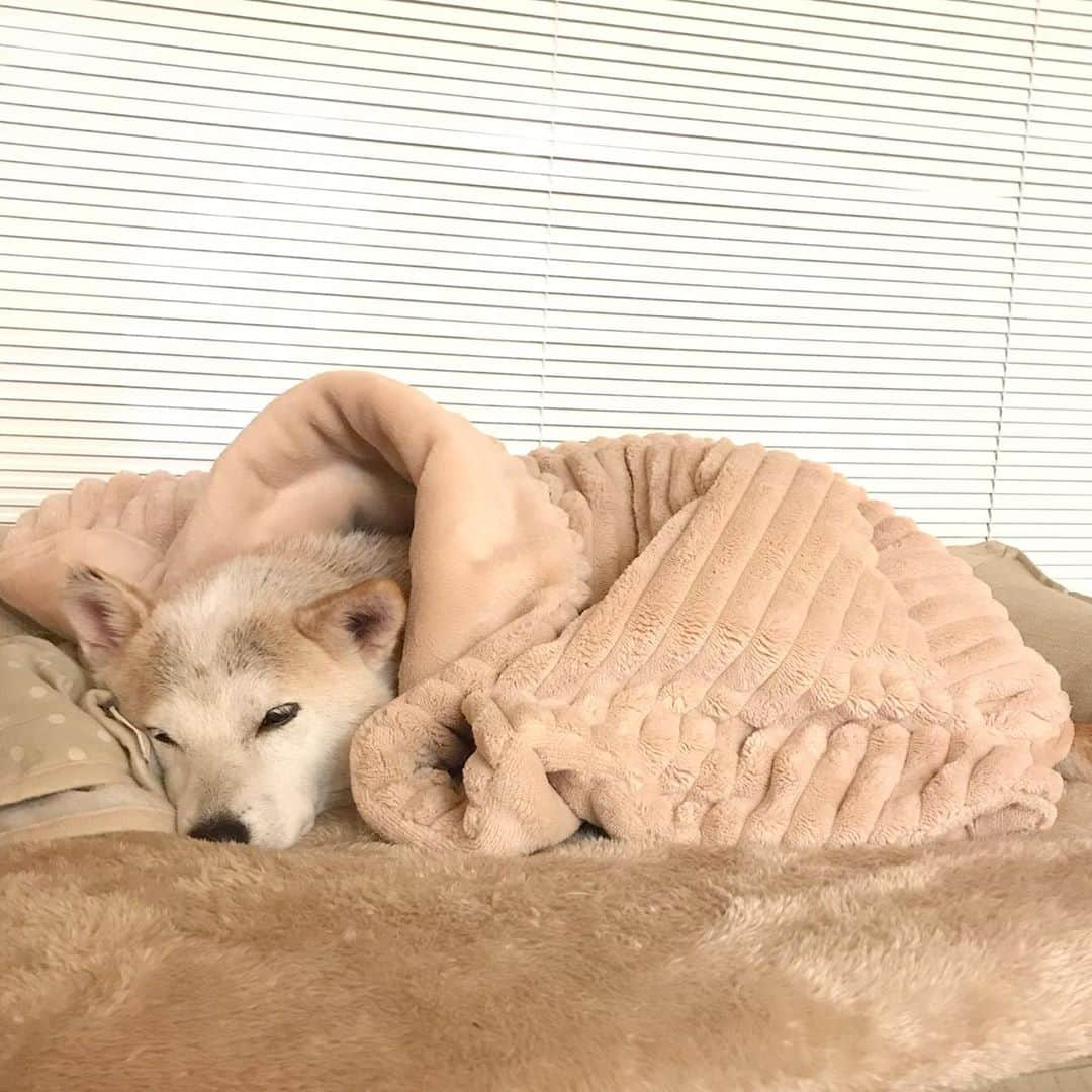 柴犬リリコのインスタグラム：「ぬくぬく♨️でおやすみなさい😴」