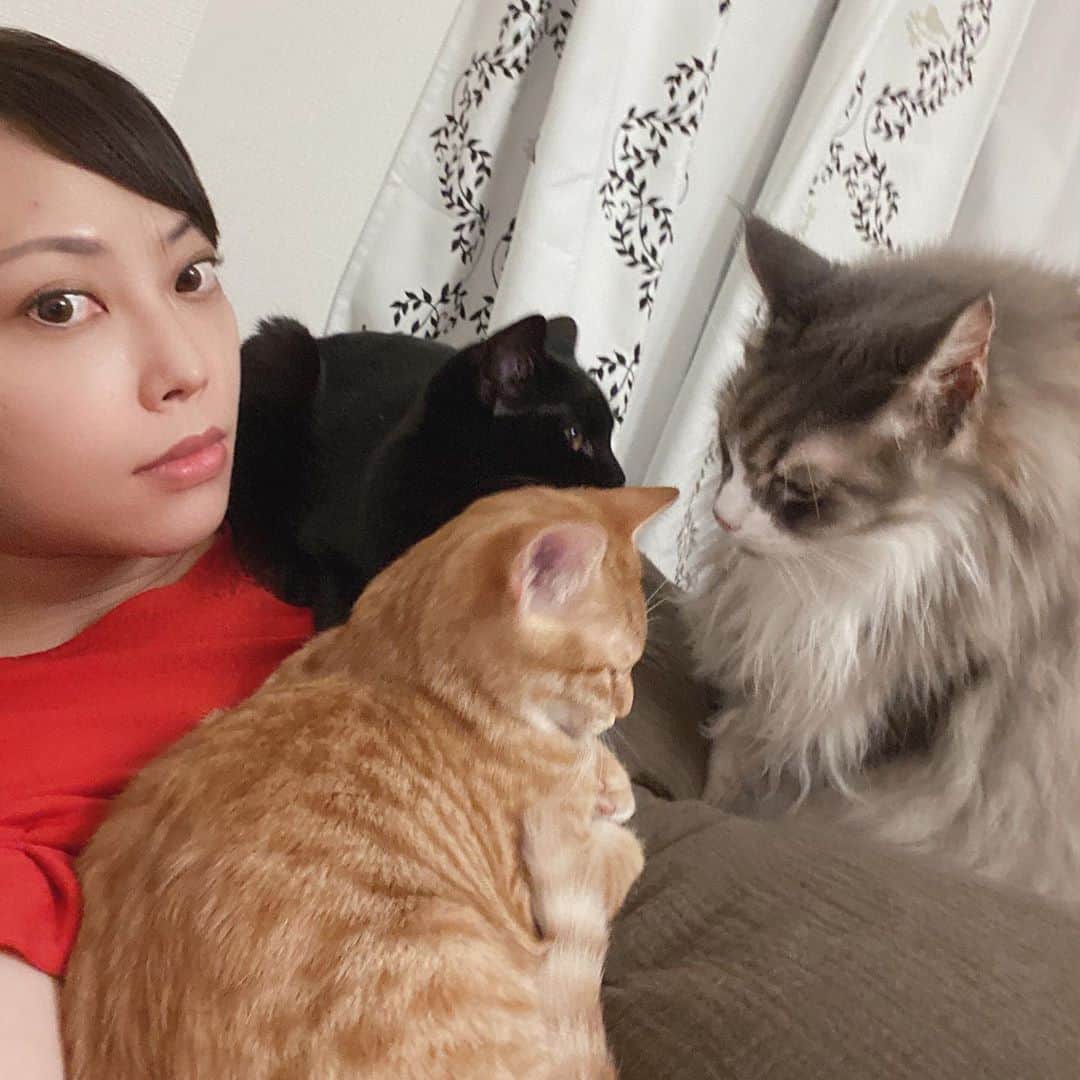 相沢あいのインスタグラム：「そこは会議室ではありません、私のお腹です。（直訳） _  #ぷーぷー #ねこ #猫 #メインクーン #cat #catstagram #catsagram #catsofinstagram #cats_of_world #catlover #catlovers #catholic #cat_of_instagram #catlife #mainecoon #mainecoonlife #mainecoonlover #fluffy #bigcat #ねこ部 #ふわもこ部 #メインクーン部  #にゃんすたぐらむ #ねこすた #ねこすたぐらむ  #ねこと暮らす #ぺーぽん #保護猫」