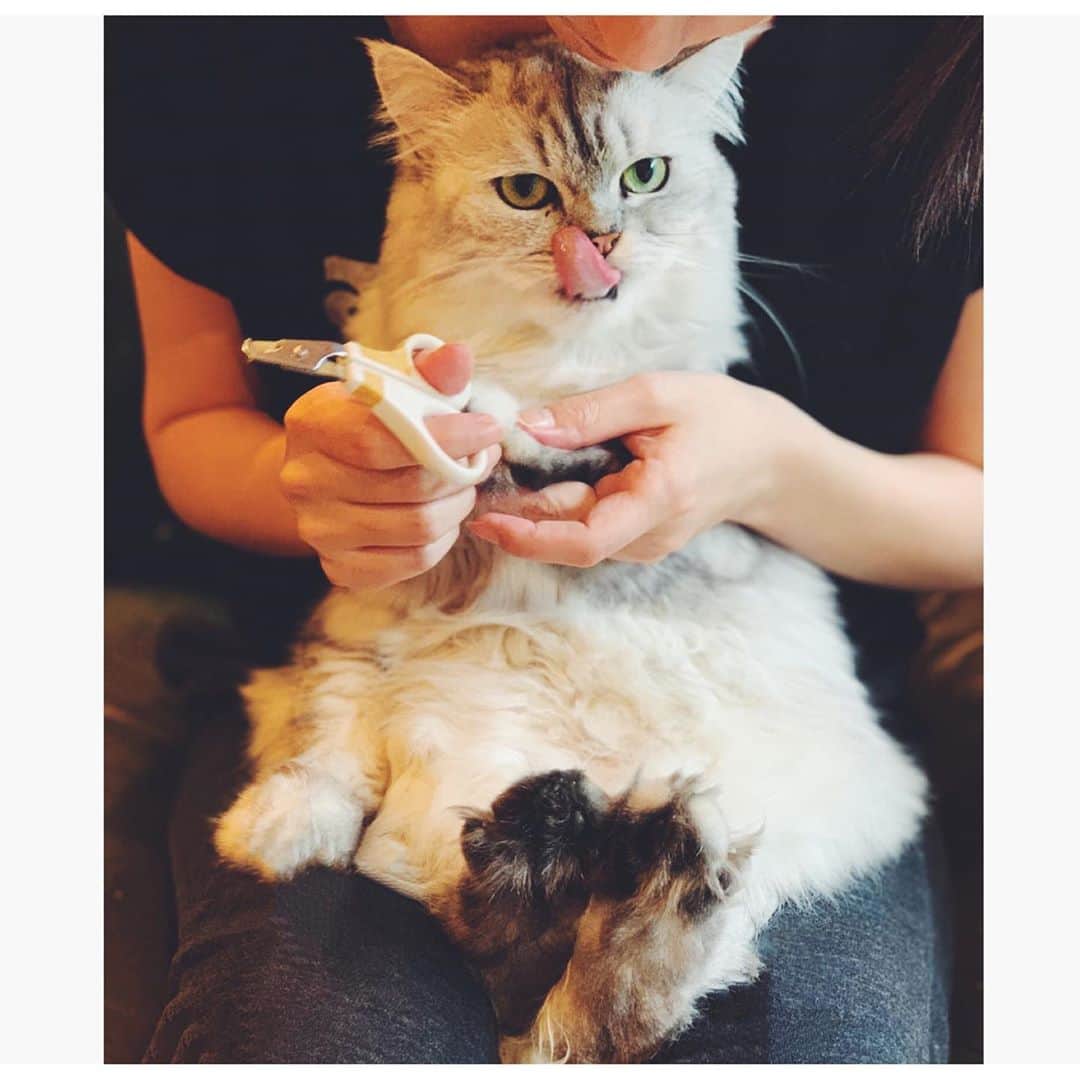 奥菜恵さんのインスタグラム写真 - (奥菜恵Instagram)「にゃはは。  #猫のいる暮らし  #爪切り  #ご褒美は #チュール #我が家の #猫 #満足 #本日も #19時から #YouTube #更新 #よろしくお願いします」10月18日 15時49分 - megumi_okina