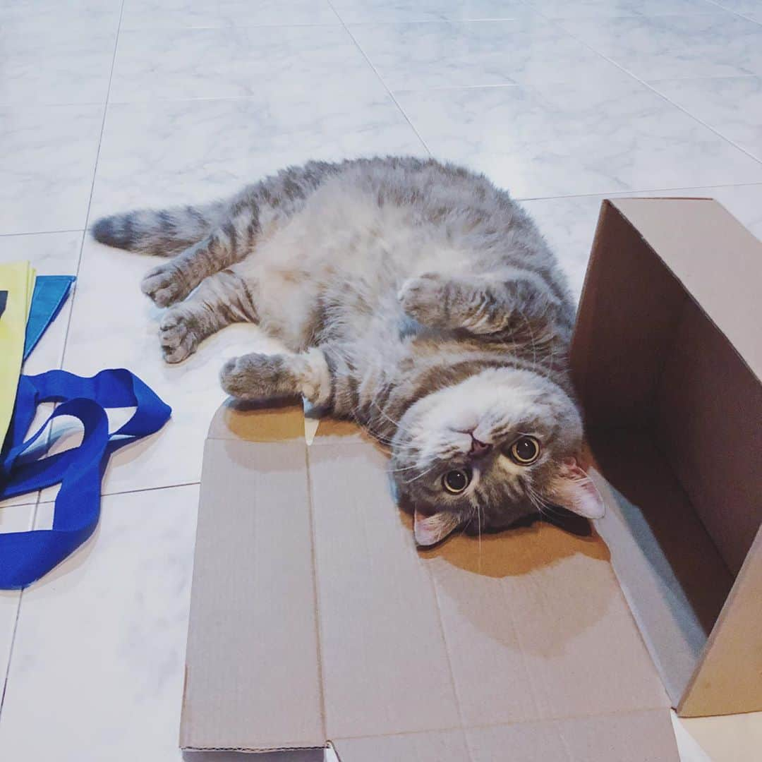 Pancakeさんのインスタグラム写真 - (PancakeInstagram)「📦 Cardboard addiction 🙃 #cats #catstagram #catsoninstagram #catsofinstagram #sgcats #pets #instagramcats #munchkincats #neko #ねこ #マンチカン短足 #猫 #まんちかん部 #マンチカン部」10月18日 15時50分 - nugget_pancake