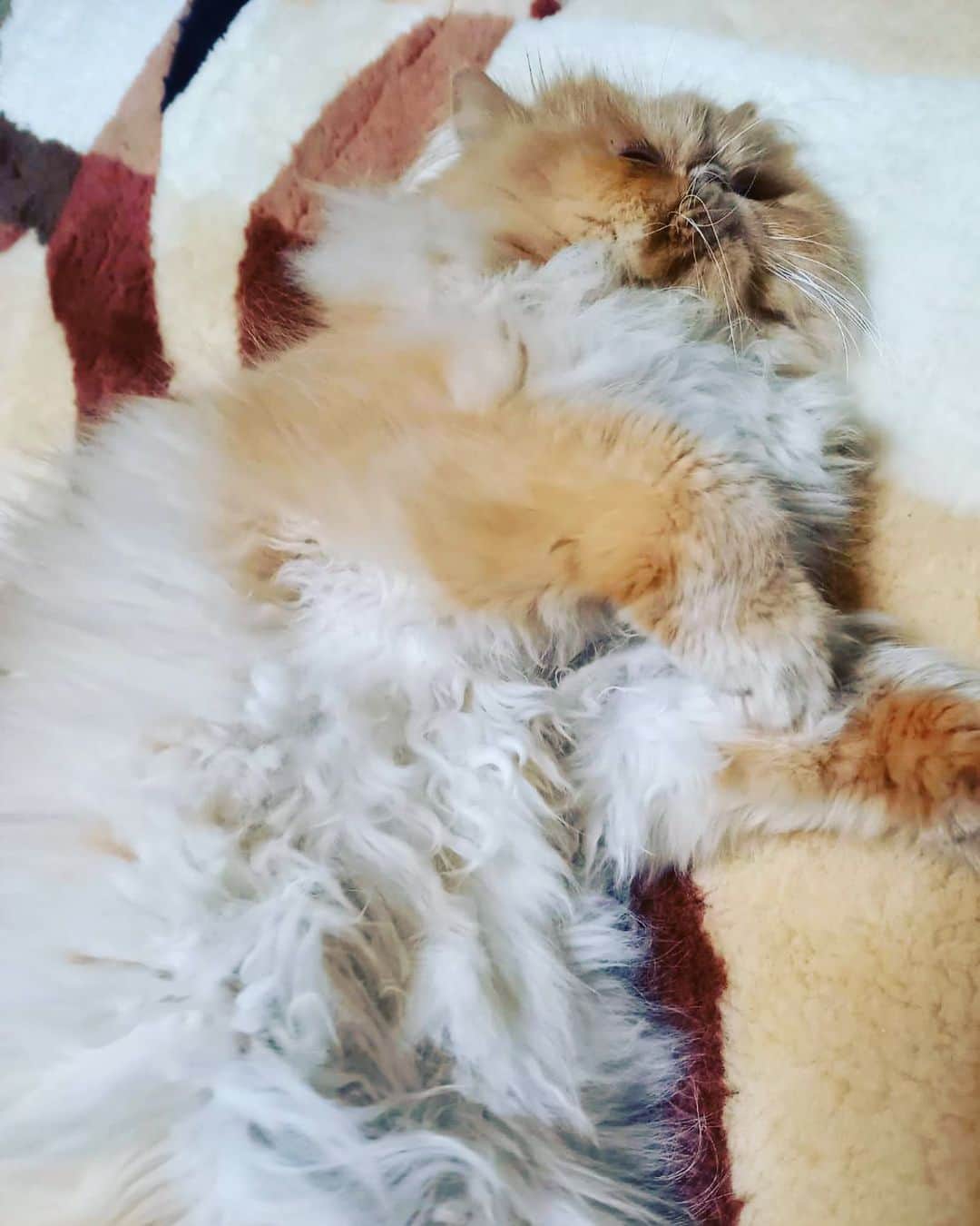 ヒカル（はやぶさ）さんのインスタグラム写真 - (ヒカル（はやぶさ）Instagram)「モコしゃま、この寝相…すごすぎる。。 いつもオドオドせず、堂々としていらっしゃる。見習いたい。  #エキゾチックショートヘア  #モコ #猫 #寝転び #ふわふわ #ペット #かわいい」10月18日 15時59分 - hayabusahikaru8823