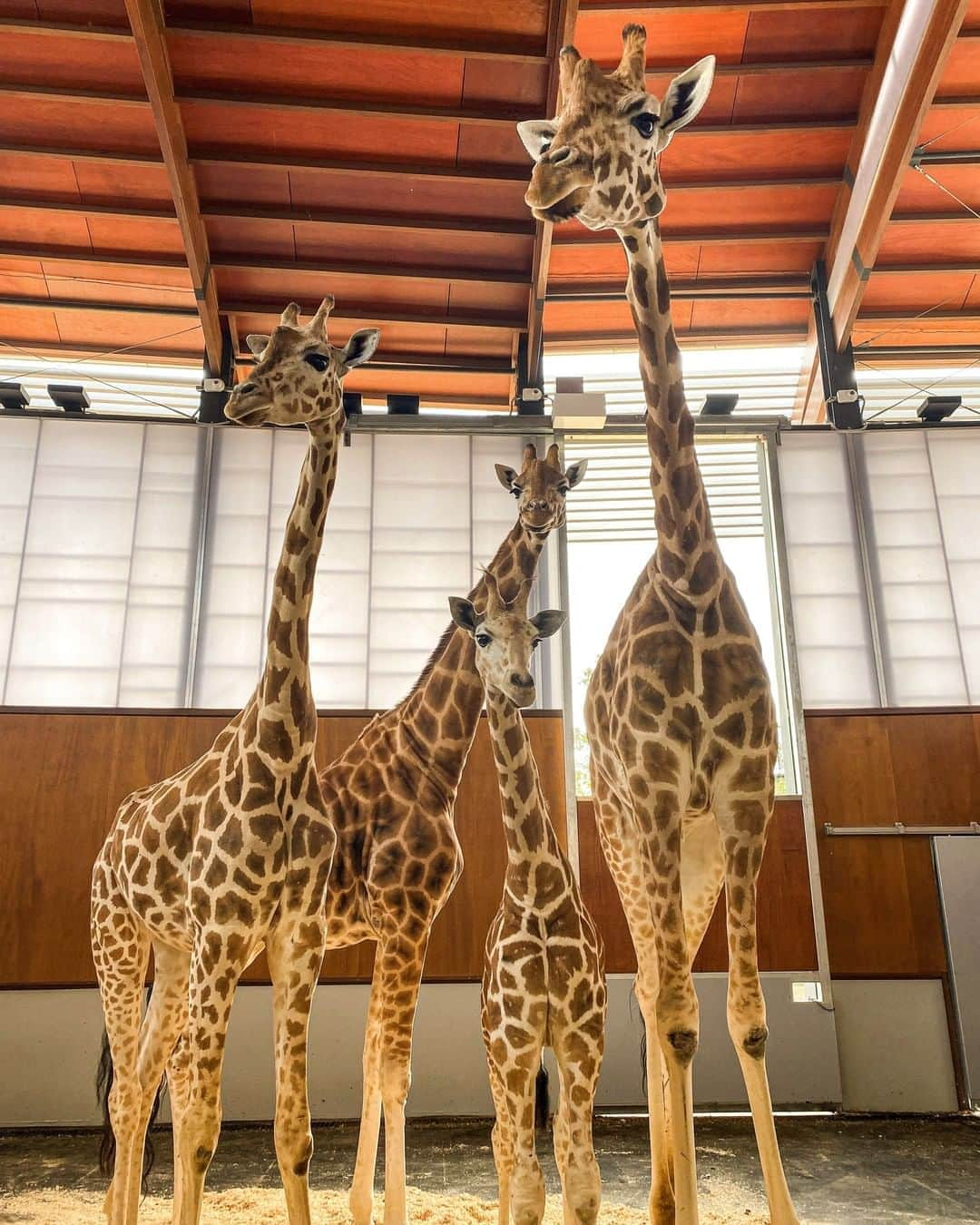 タロンガ動物園のインスタグラム