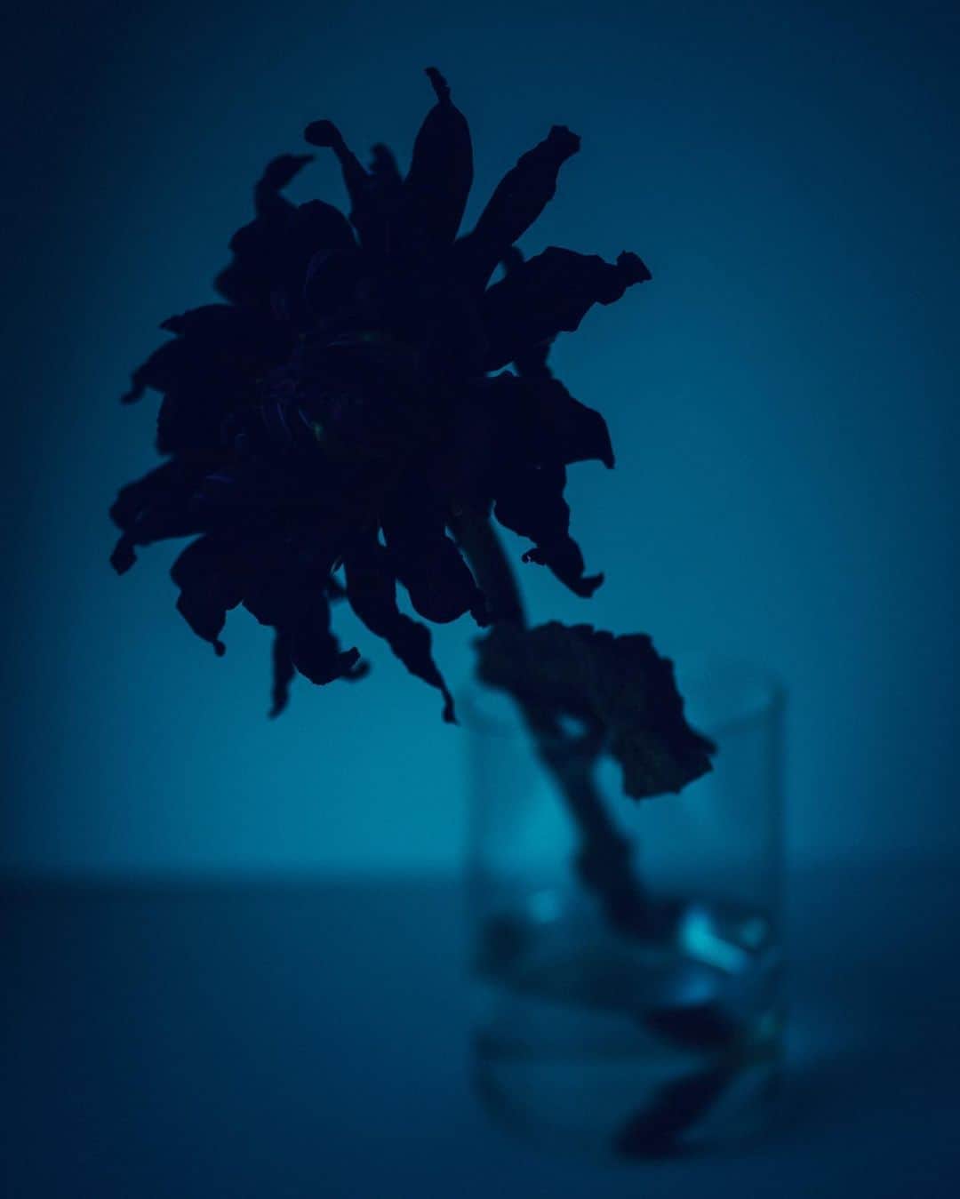 林響太朗さんのインスタグラム写真 - (林響太朗Instagram)「#flowers #blue #sunrise #fujifilm #gfx50r #photography」10月18日 16時35分 - kyotaro_photo