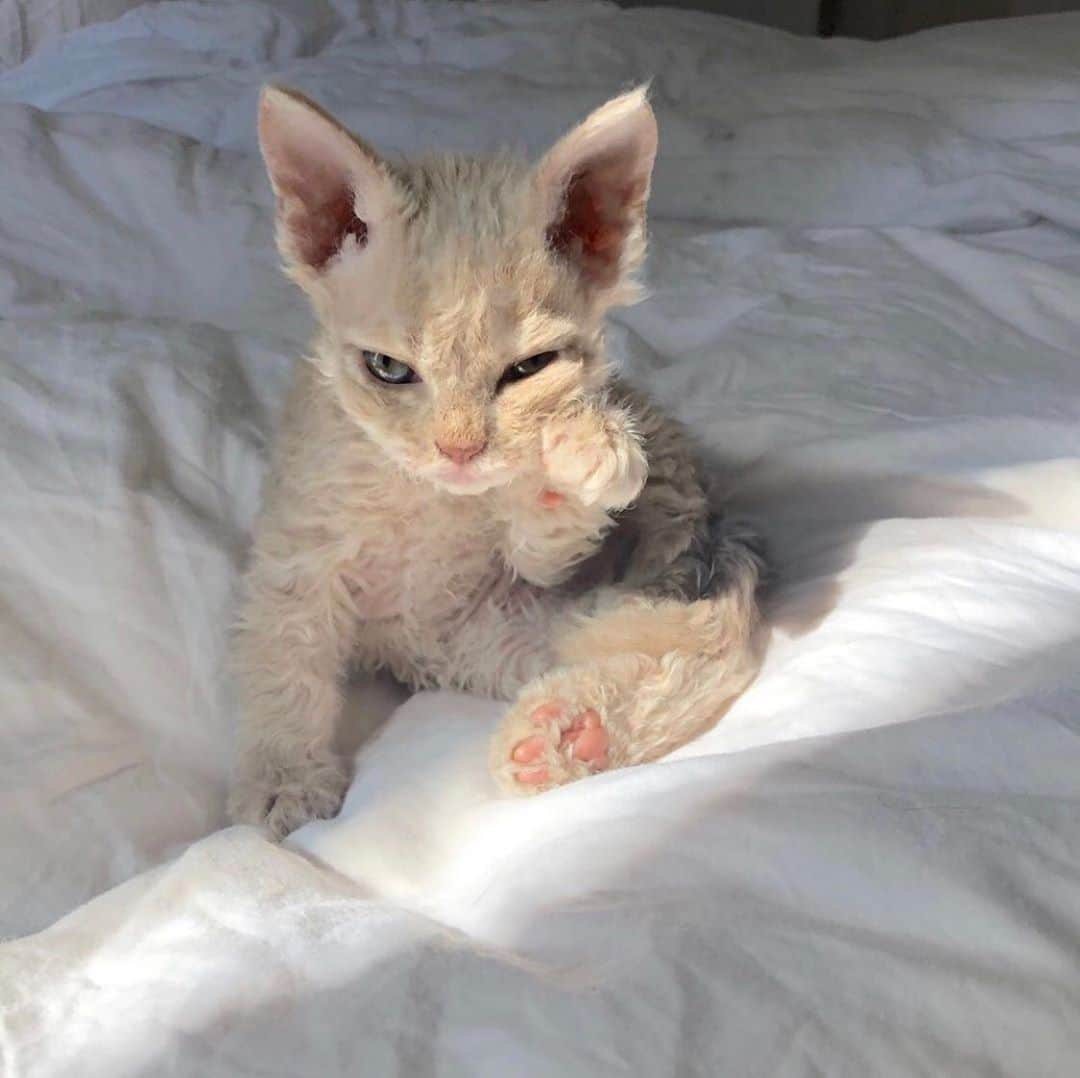 エリーローズさんのインスタグラム写真 - (エリーローズInstagram)「か わ い す ぎ る x1000000 Selkirk Rex cats are the cutest  📷 @gina_and_gepetto」10月18日 16時40分 - ellirose